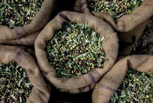 Colavita Tartufolio dochucovadlo na báze extra panenského olivového oleja s príchuťou bielej hľuzovky 250ml