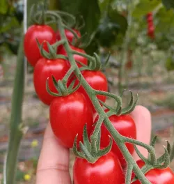 L'orto Prime sladké sicílske paradajky Datterino 1ks (600g) thumbnail-1