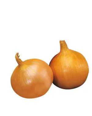 L'orto Prime tradičná zlatá cibuľa Dorata z Abruzza 1kg