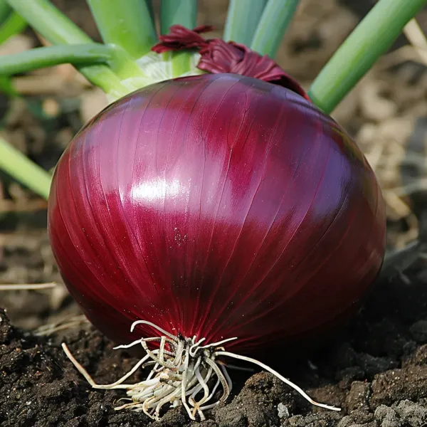 L'orto Prime sladká červená cibuľa Rossa Tonda z Abruzza 1kg