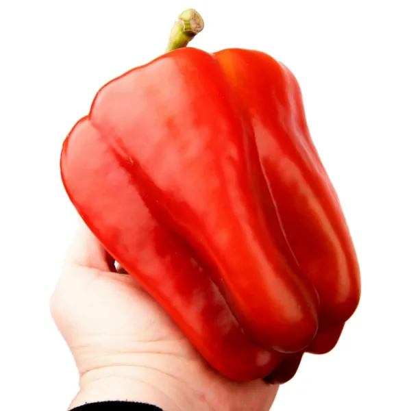 L’orto Prime gigantické červene papriky 1ks