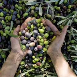 Desantis extra panenský olivový olej z olív Coratina DOP 0,75l thumbnail-3